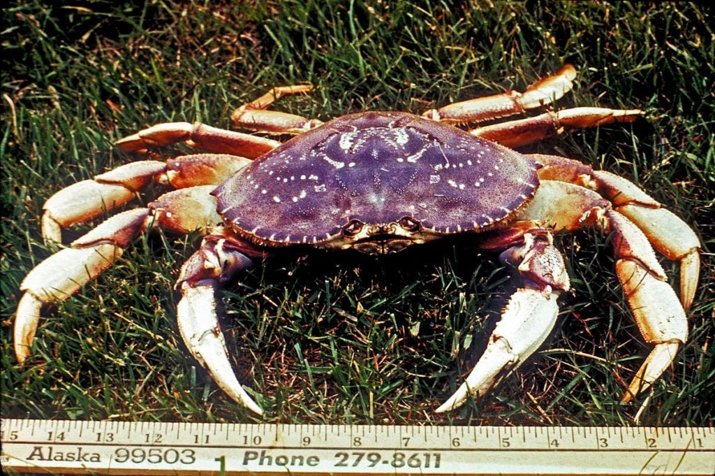 Dungeness Crabs