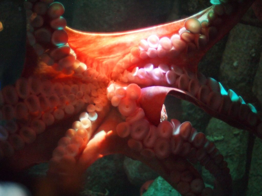 East Pacific Red Octopus