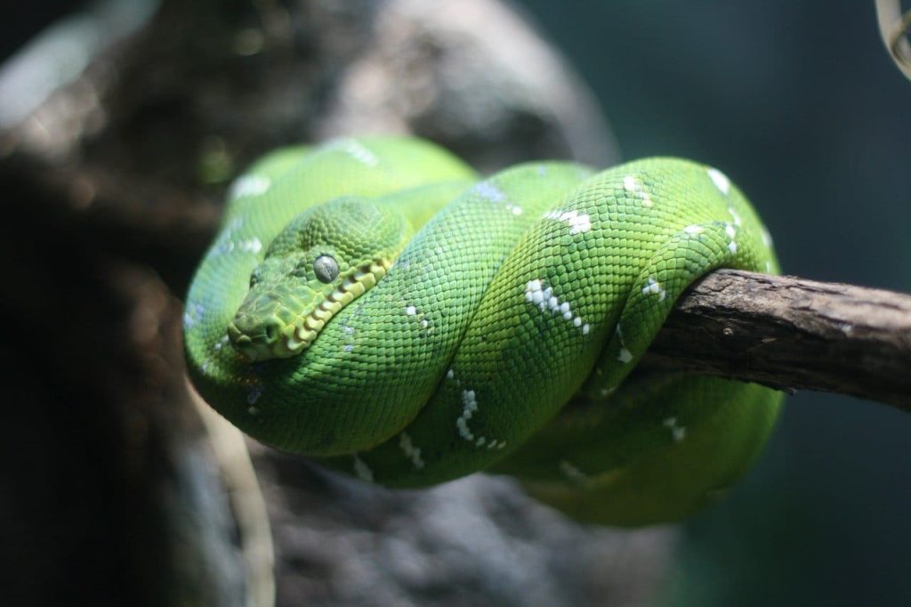 Emerald tree boa