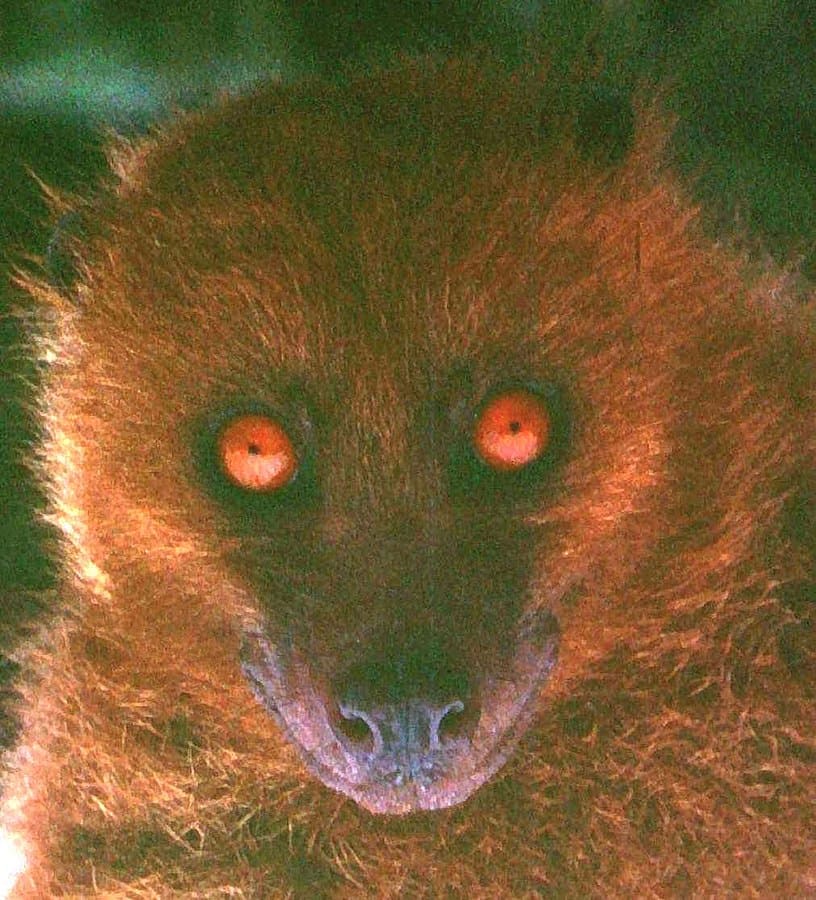 Fijian monkey-faced bat (Mirimiri acrodonta)