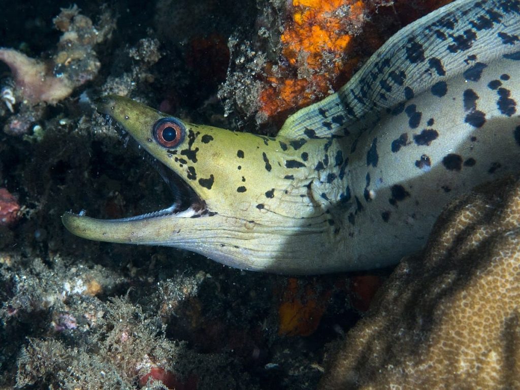 Fimbriated Moray