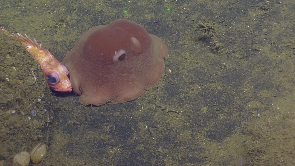 Flapjack Octopus