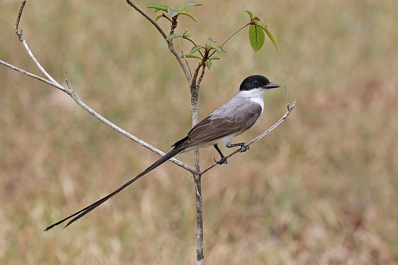 Fork-tailed Flycatcher