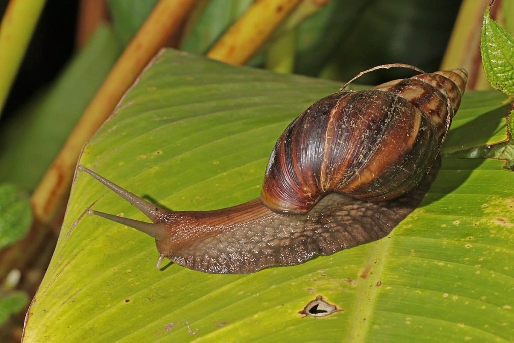 Giant African Snail