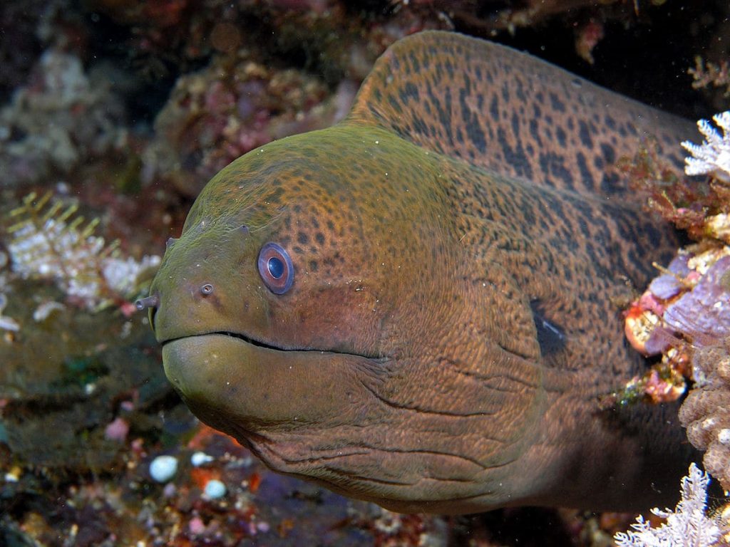 Giant Moray