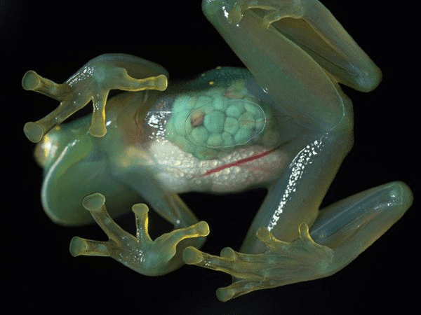 Glass frog