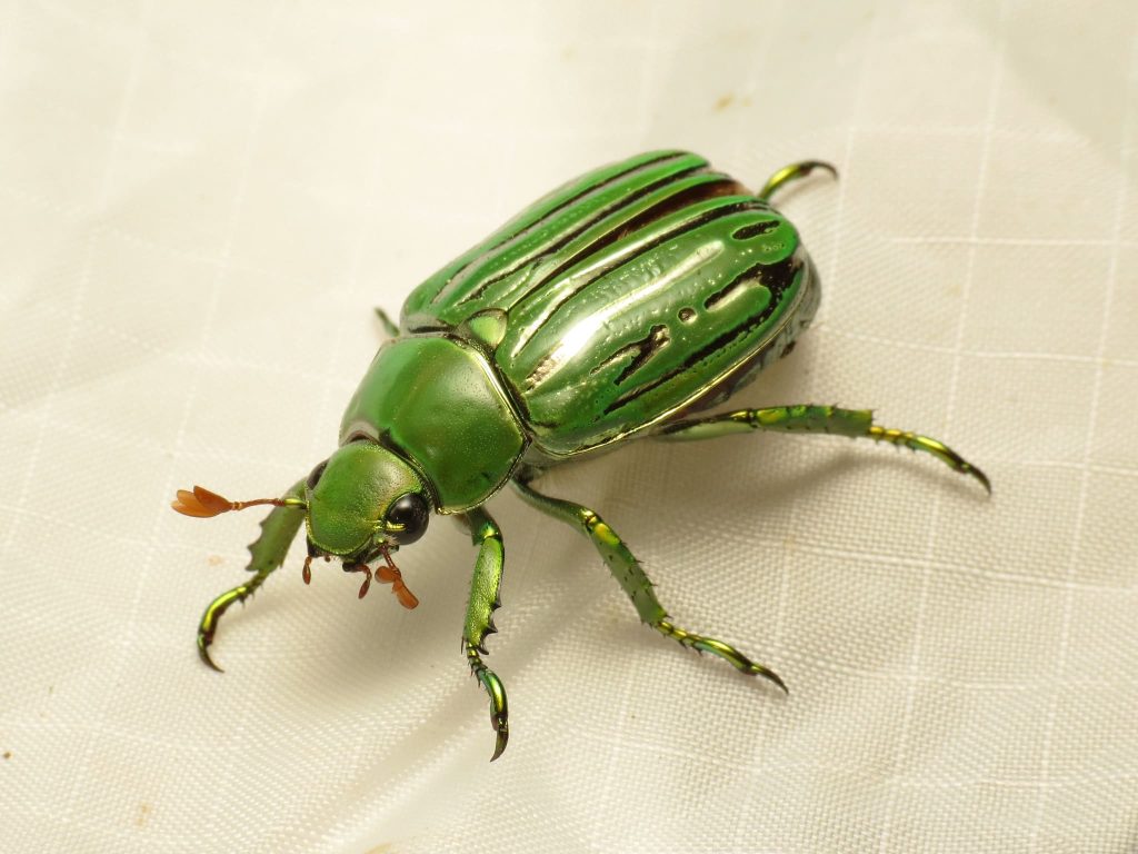 Glorius Scarab