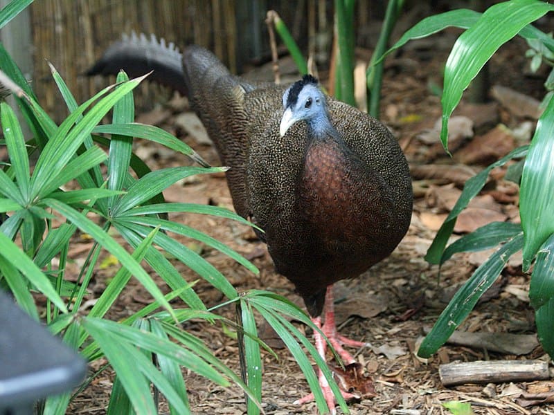 Great Argus Pheasant