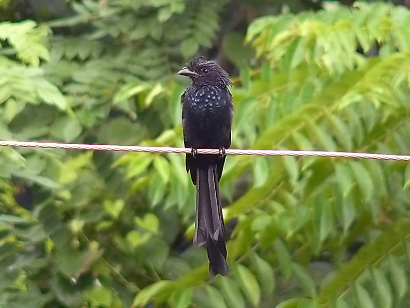 Greater Racket-tailed Drongo