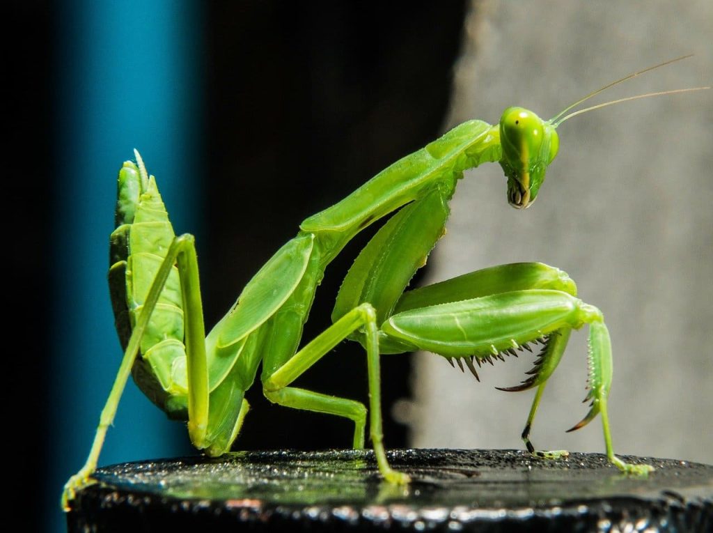 Green Mantis