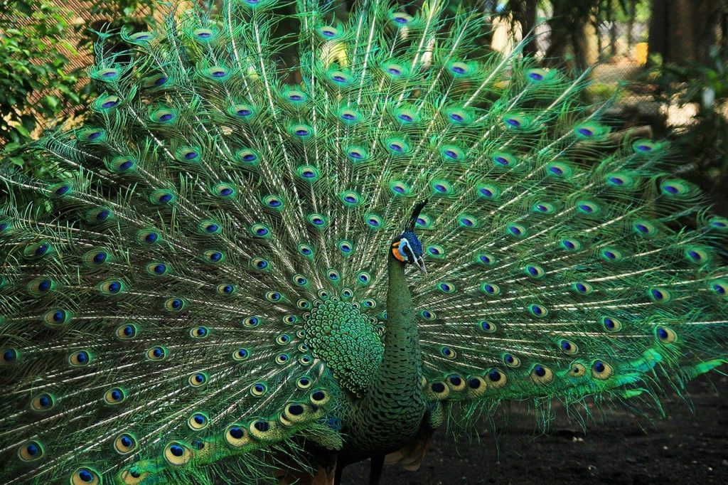 Green Peacock