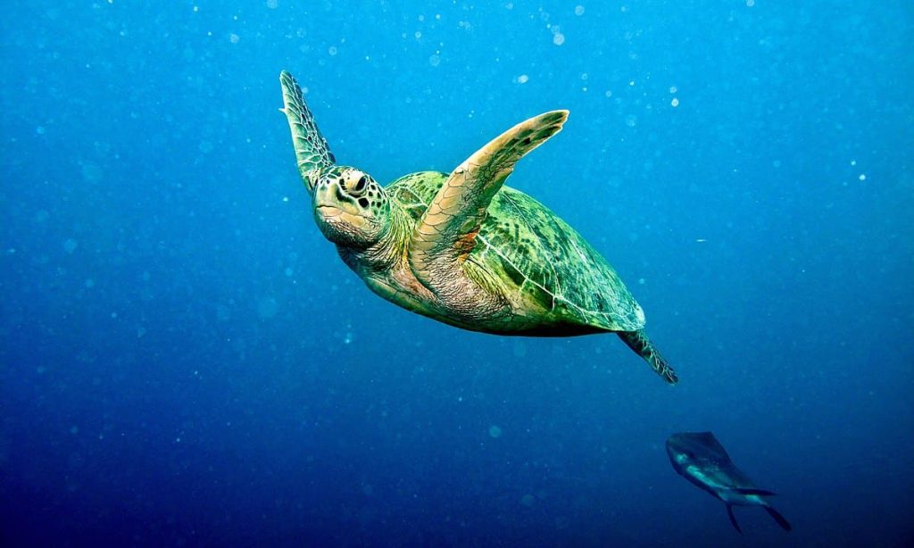 Green turtle