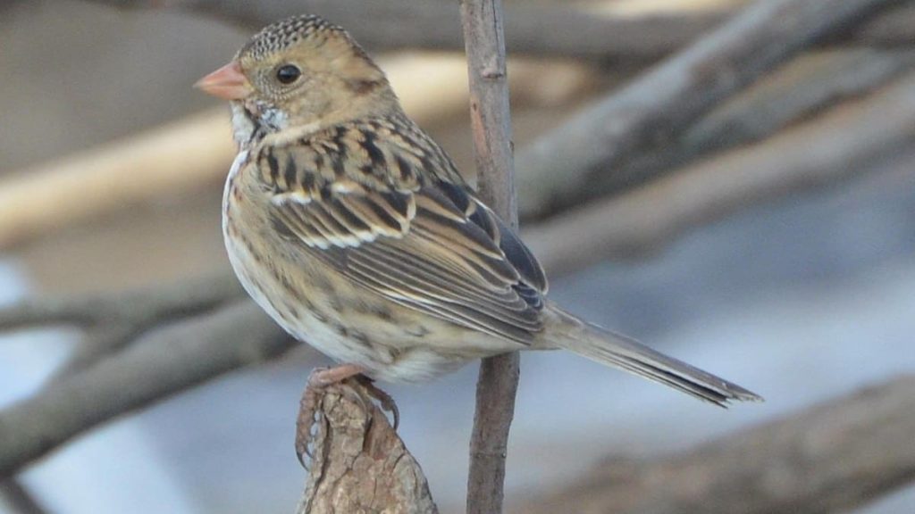 Harris’s Sparrow