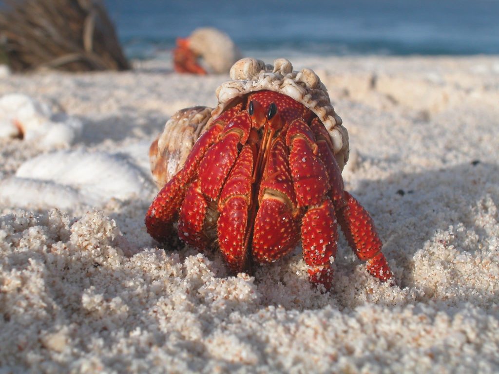 Hermit Crabs