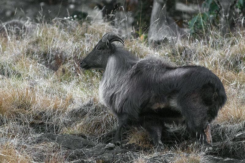 Himalayan Tahr