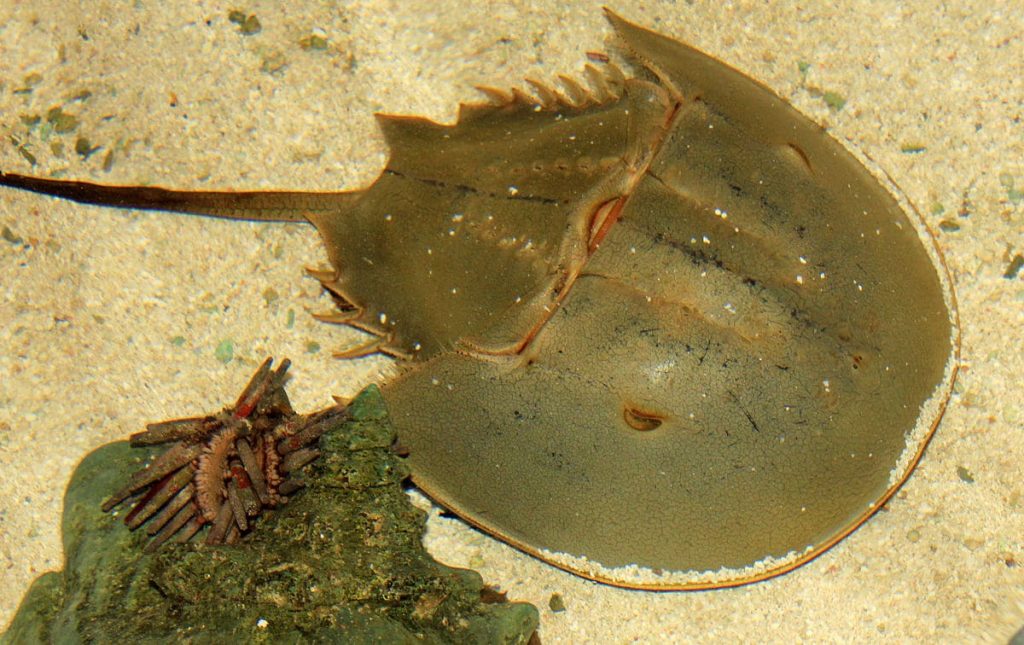 Horseshoe Crabs