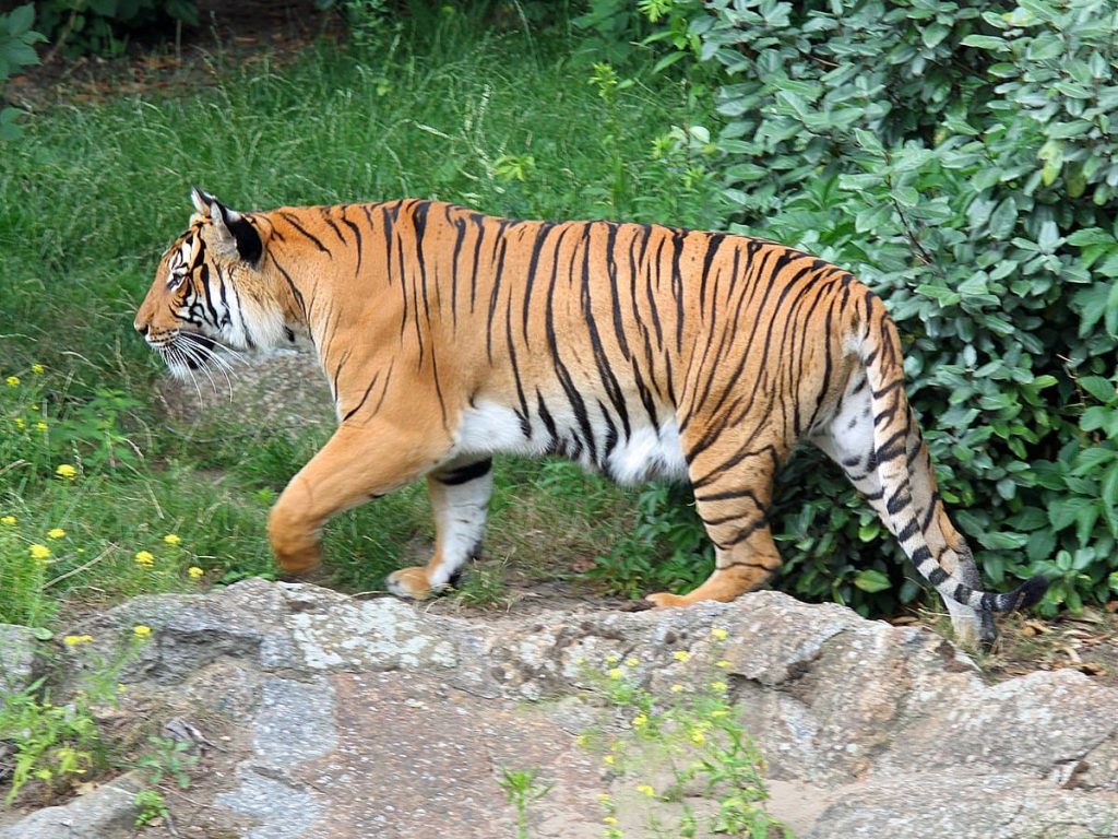 Indo-Chinese tiger (Panthera tigris corbetti)