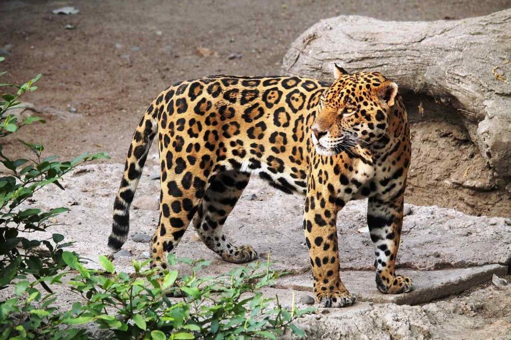 Jaguar Pattern