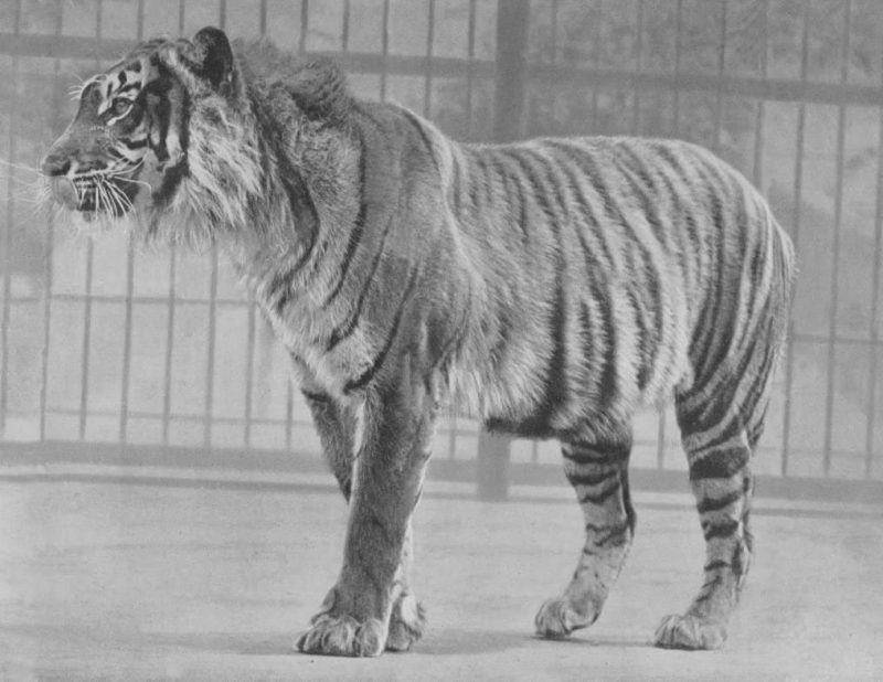 Javan tiger (Panthera tigris sondaica)