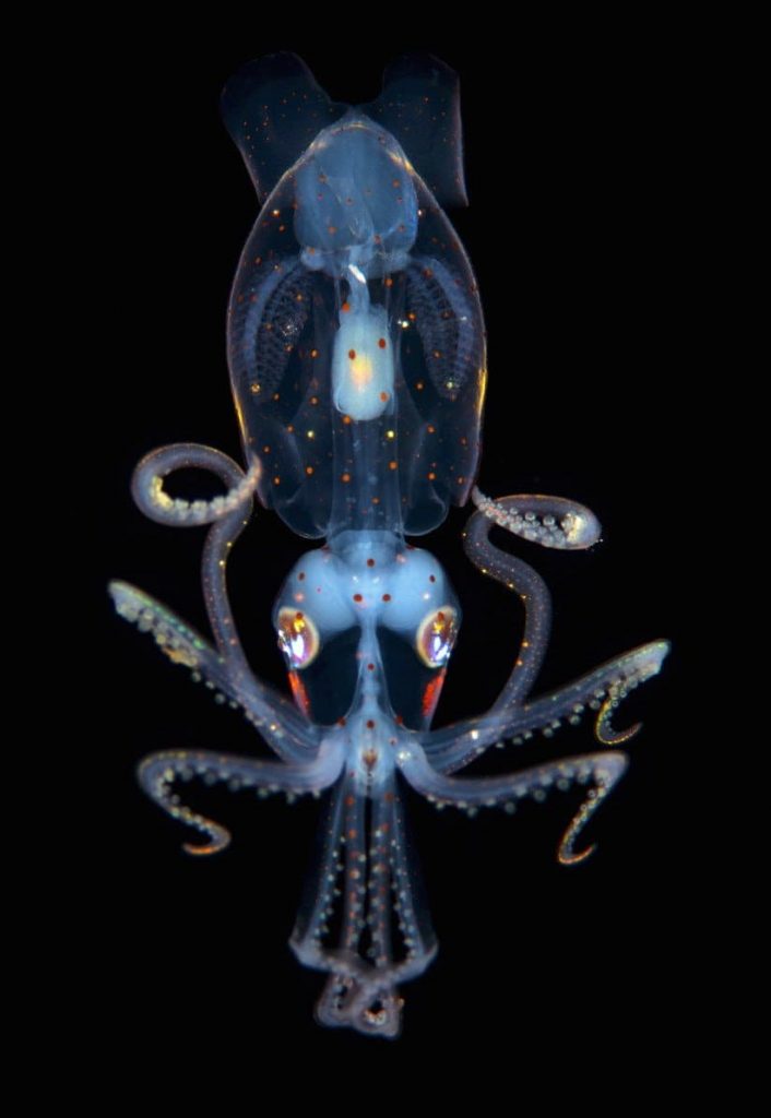 Juvenile Sharpear Enope Squid