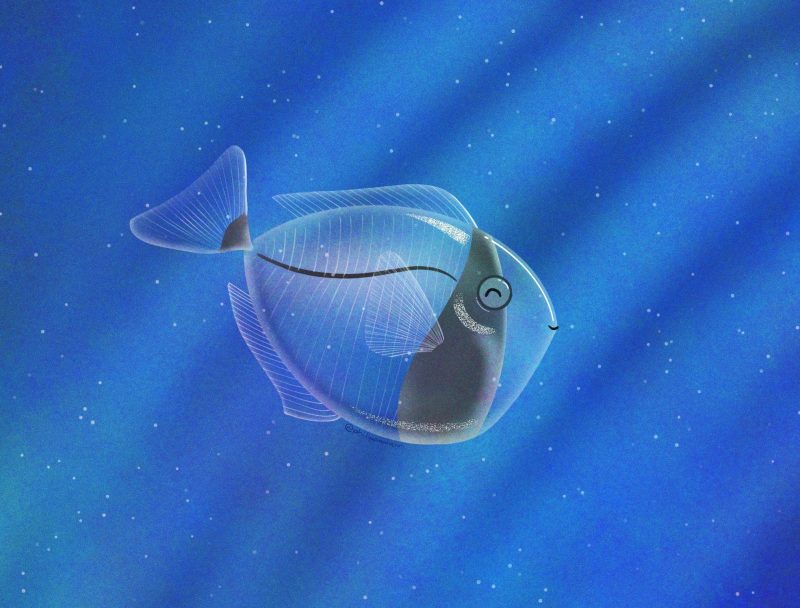 Juvenile Surgeonfish