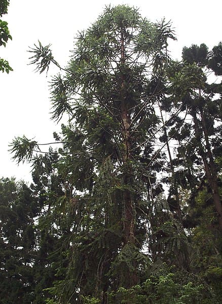 Klinki pine (Height 89 meters)