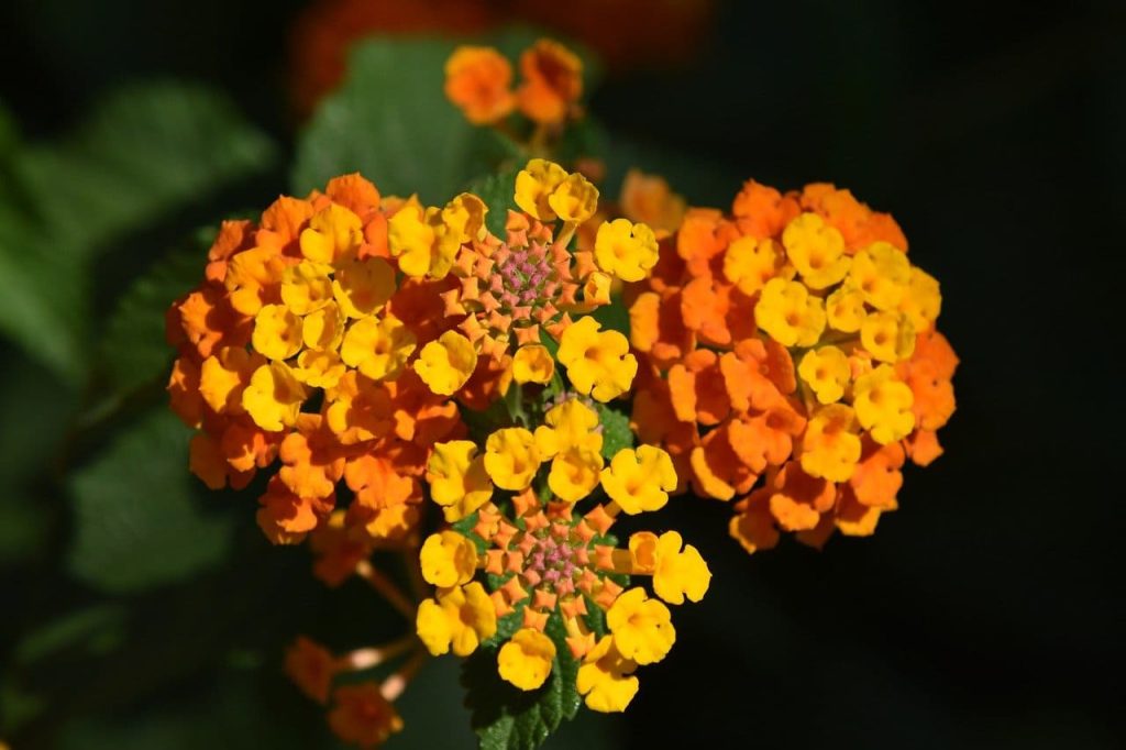 Lantana