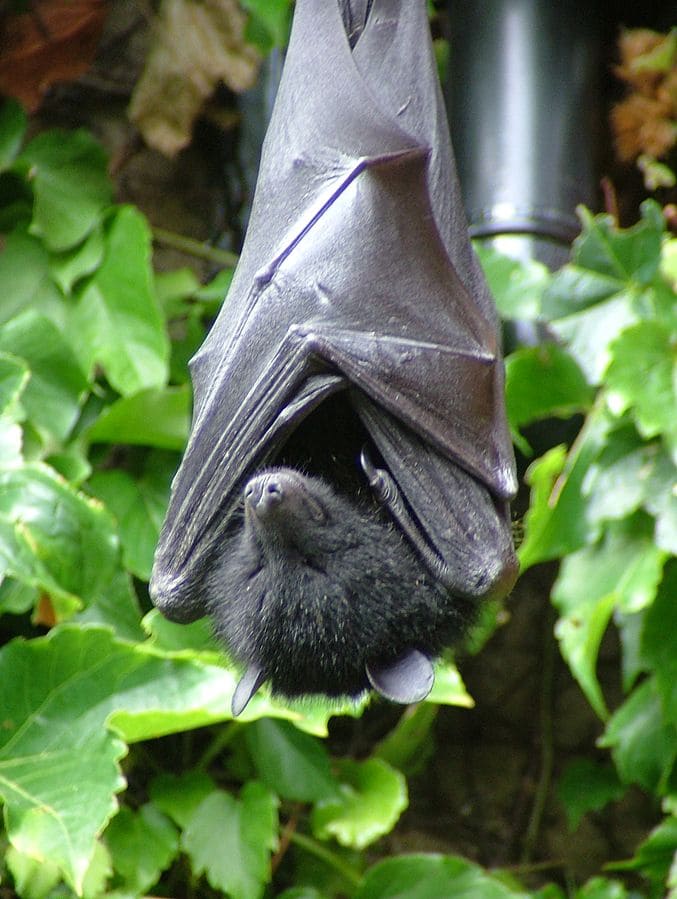 Livingstone’s fruit bat (Pteropus livingstonni)