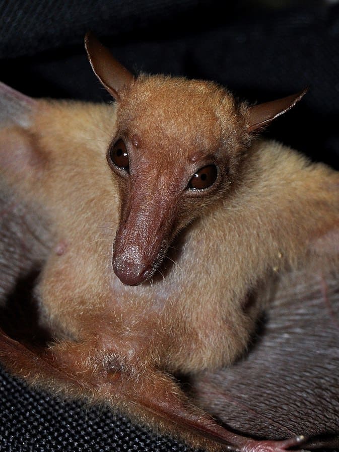 Long-tongued fruit bat (Macroglossus sobrinus)