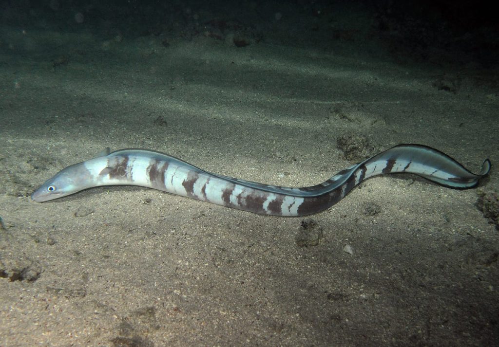 Longfin African Conger