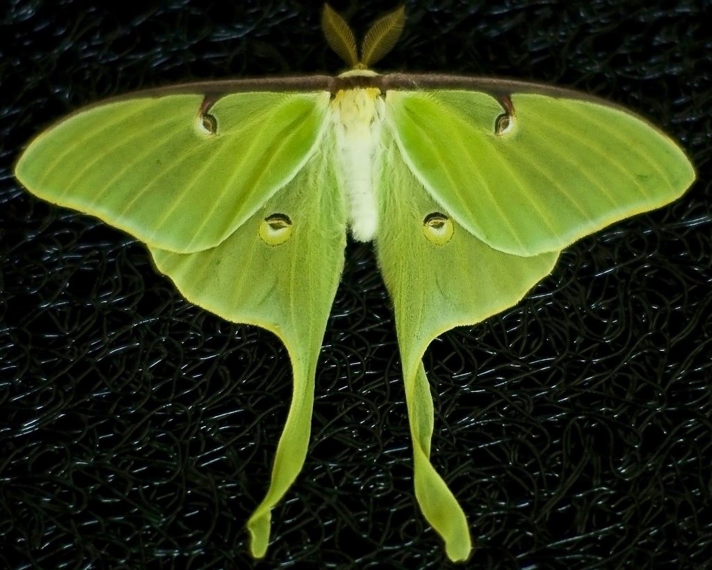 Luna Moth