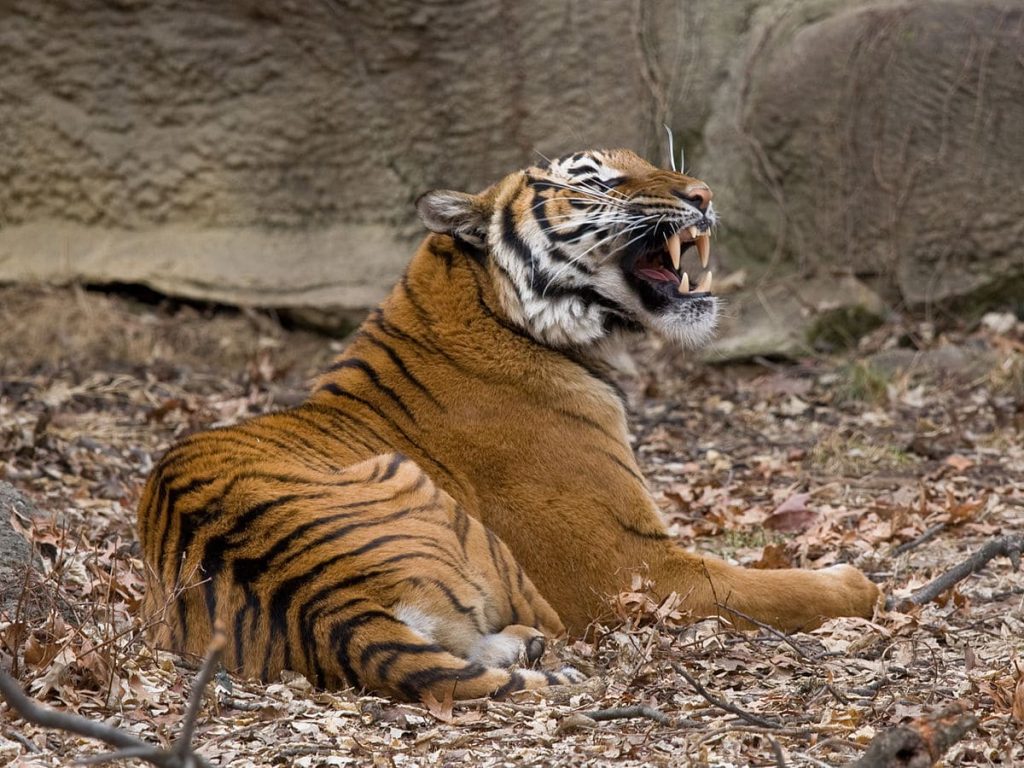 Top 10 Different Types of Tigers In The World - Red Rock Scenic By Way