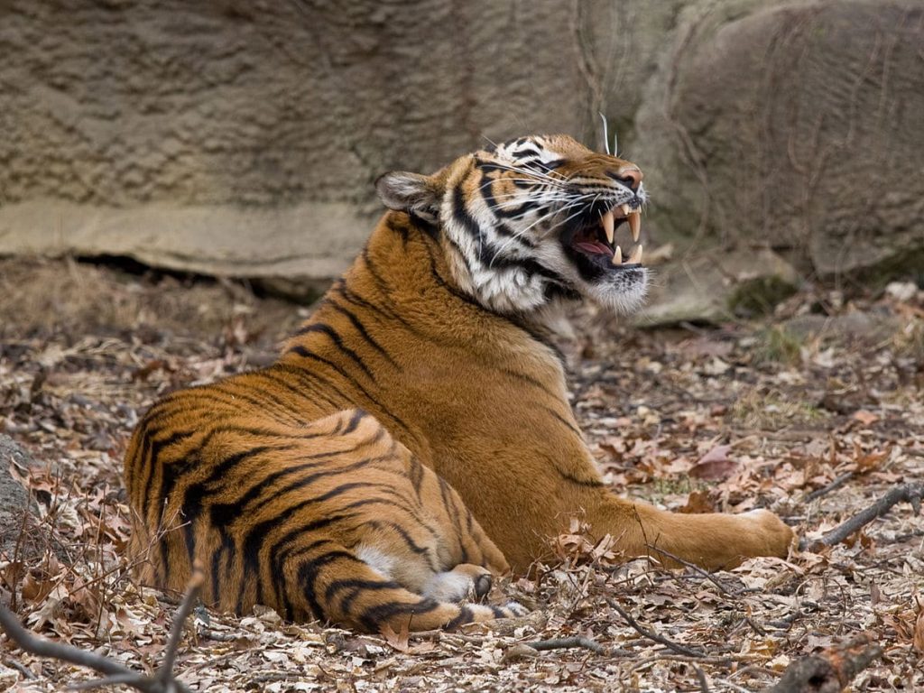 Malayan tiger (Panthera tigris jacksoni)