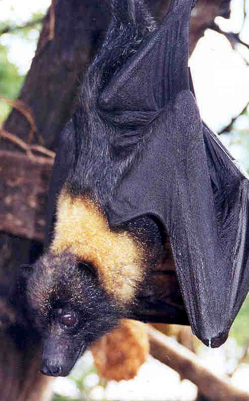 Mariana fruit bat (Pteropus mariannus)