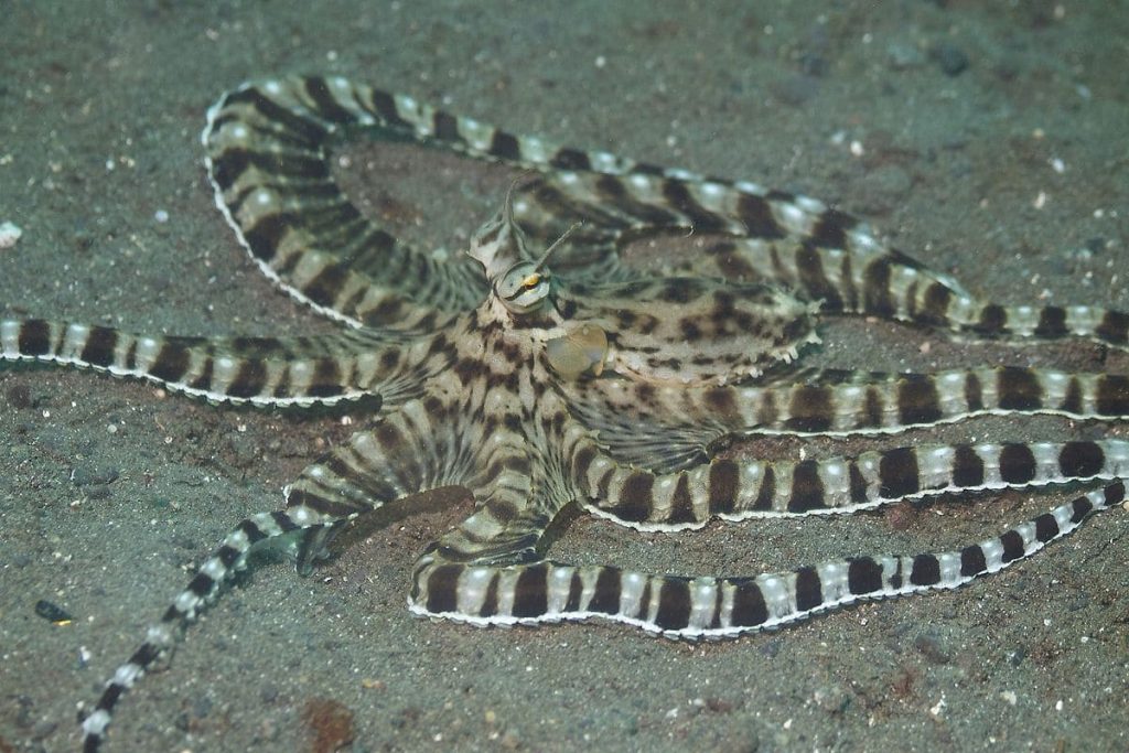 Mimic Octopus