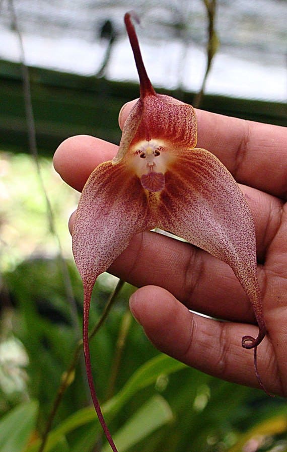 Monkeyface flower