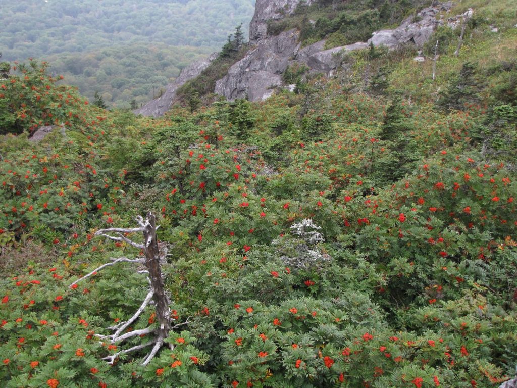 Mountain Ash (Height 100.5 meters)