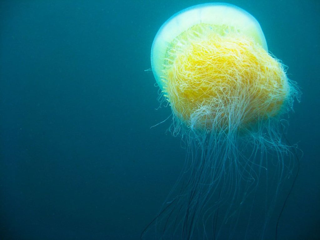 Nomura Jellyfish (Nemopilema nomurai)