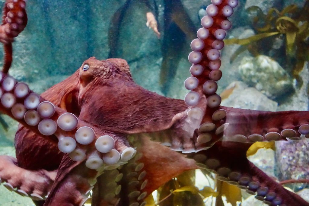 Pacific Giant Octopus