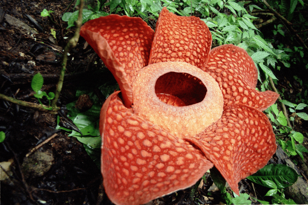 Rafflesia flower