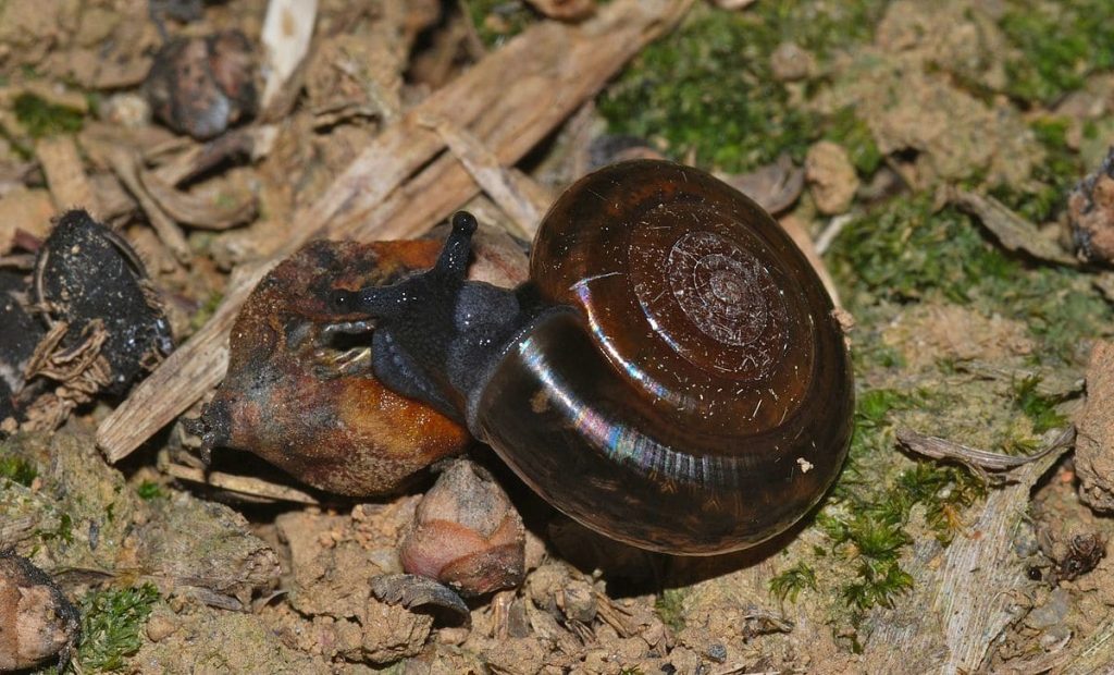 Ramshorn Snail