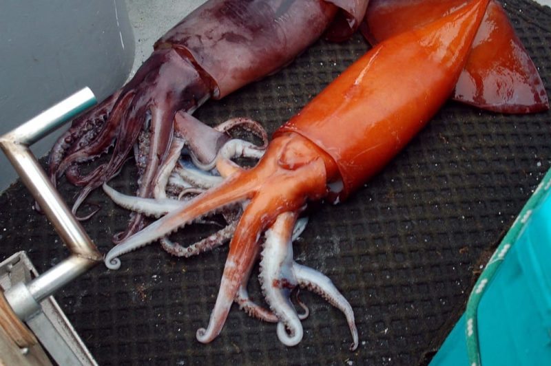 Red Humboldt Squid