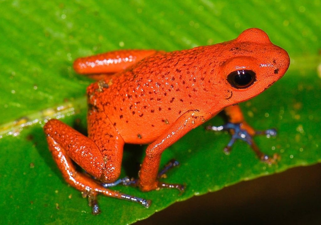 Red Poison Dart Frogs