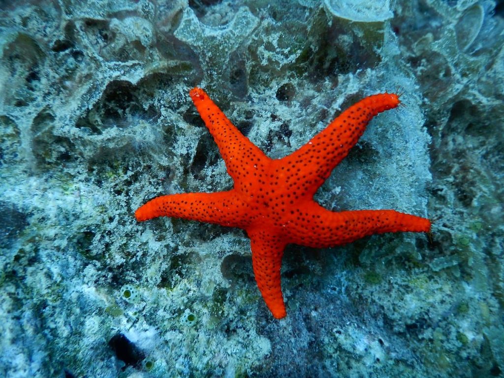 Red Sea Stars