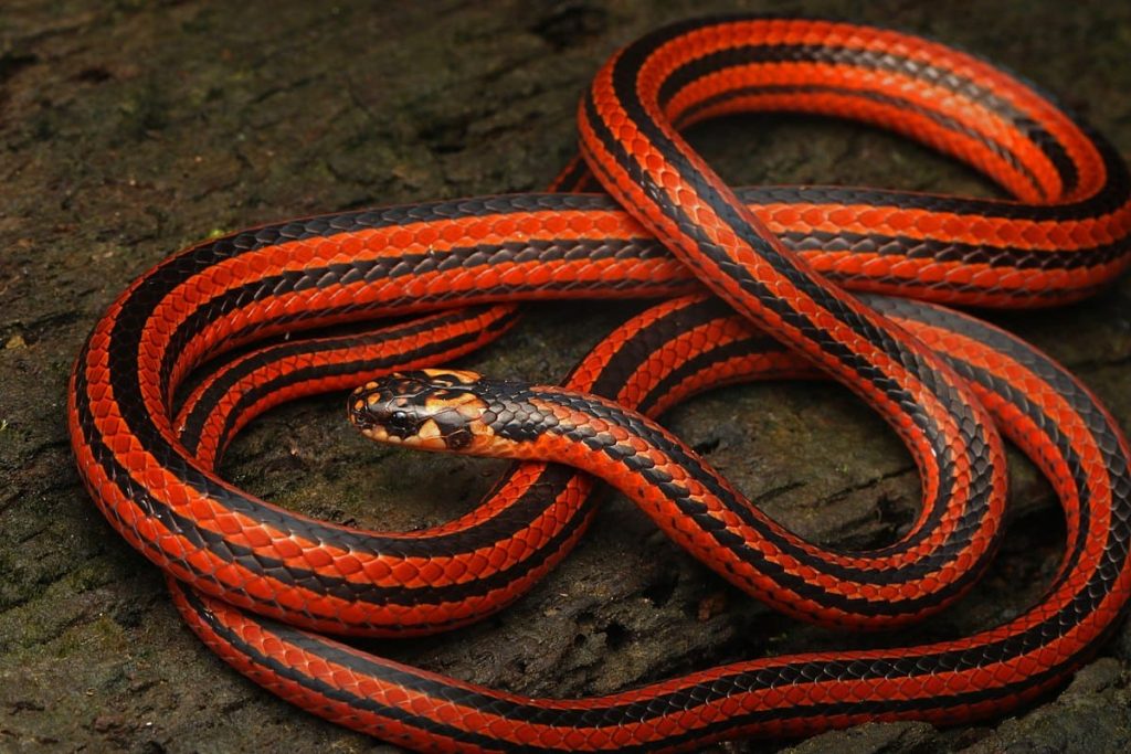 Red Snakes