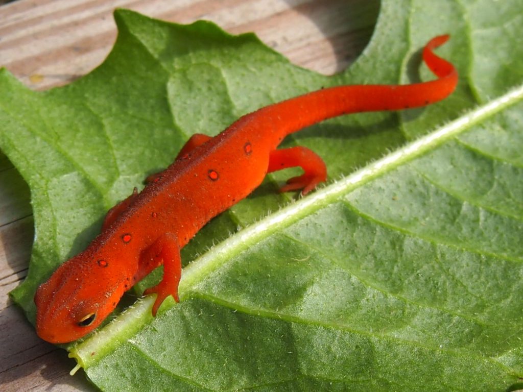 Red-Spotted Newts