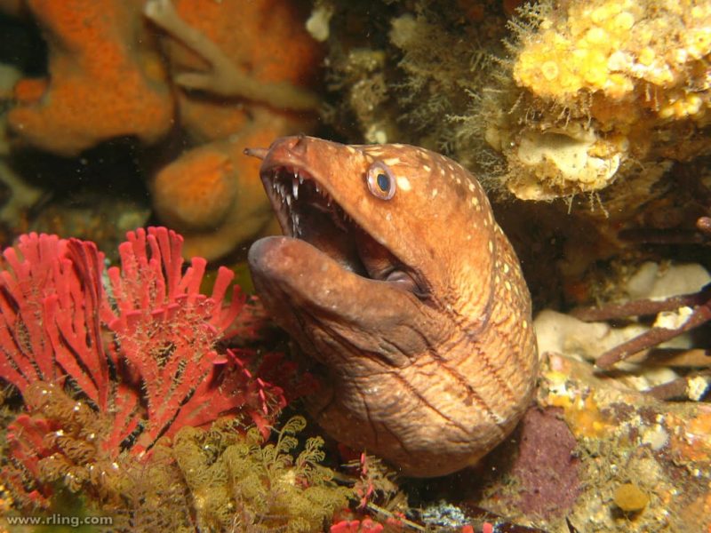 Sawtooth eel