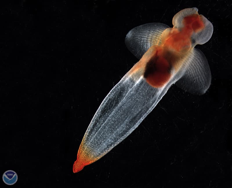 Sea Butterfly