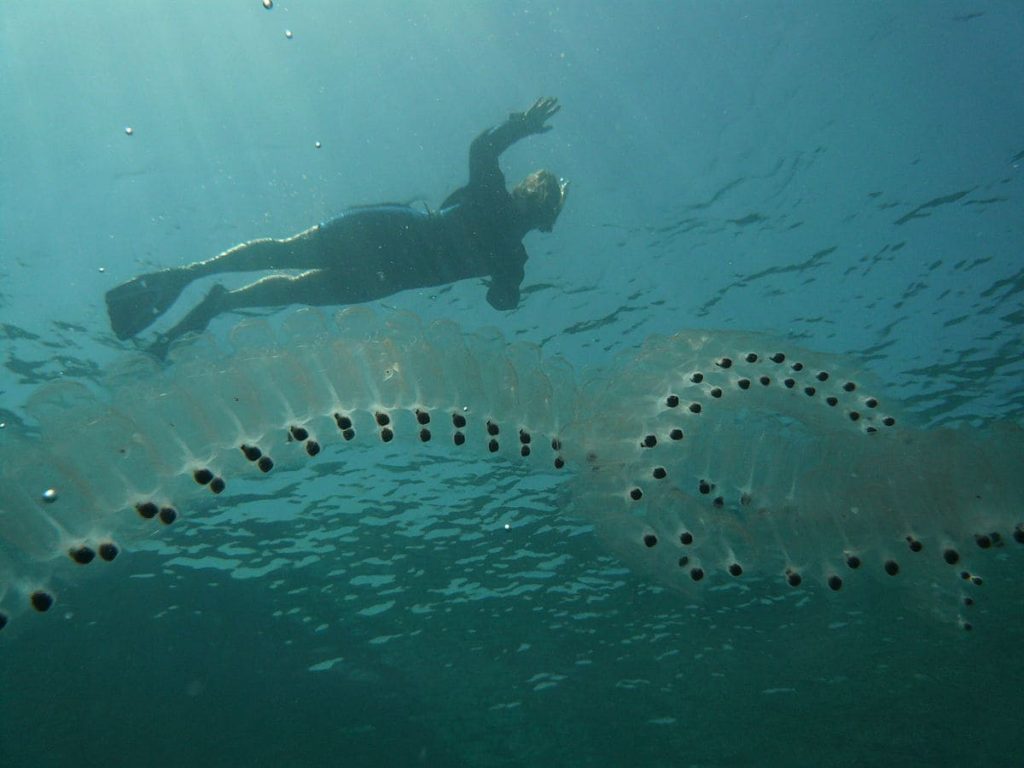 Sea Salps