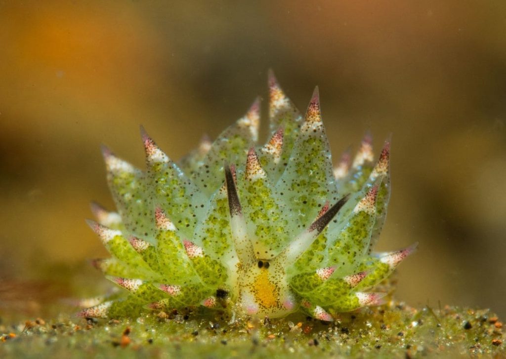 Sheep leaf sea slug